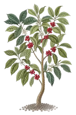 Imagen PNG para descargar